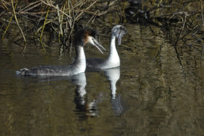 Entenvögel